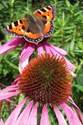 Small Tortoiseshell Butterfly on Echinacea