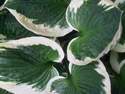 Hosta Leaves