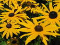 Rudbeckia