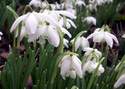 Snowdrops