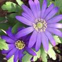 Anemone - Windflower