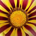 Gazania Tiger Stripe