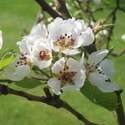 Pear Blossom