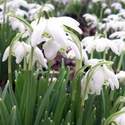 Snowdrop