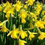  Daffodil Tete-a-Tete