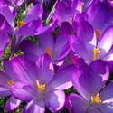  Crocus (purple)