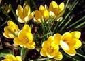 Crocus (pale yellow)