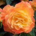 Begonia