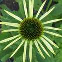 Echinacea (white)