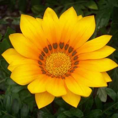 <!--08-->Gazania (yellow)