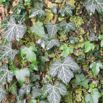 <!--04-->Creeping Ivy