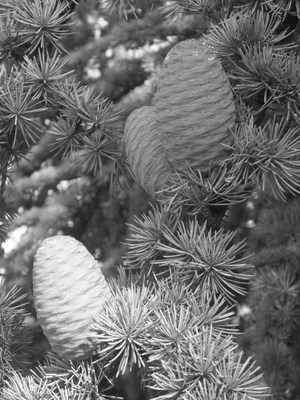 <!--03-->Cedar Cones