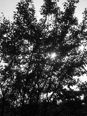 <!--06-->Evening Sunlight2