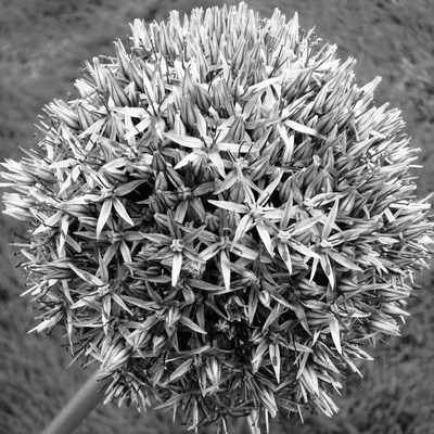 <!--003-->Allium