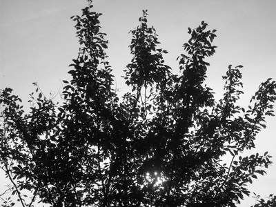 <!--04-->Evening Sunlight1