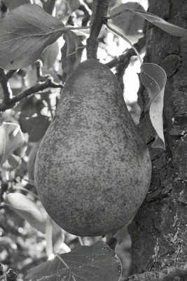 <!--05-->Pear