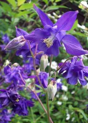 <!--03-->Aquilegia