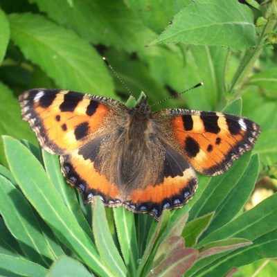 <!--02-->Small Tortoiseshell Butterfly
