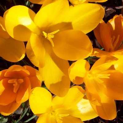 <!--006-->Crocus (yellow)