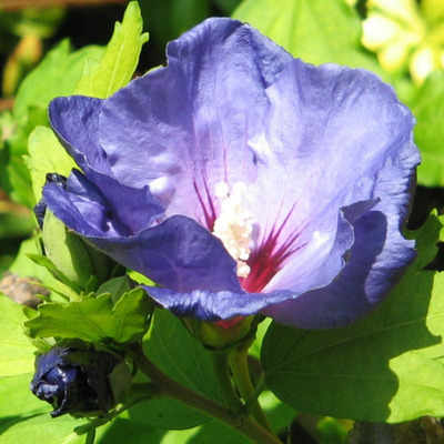 <!--08-->Hibiscus