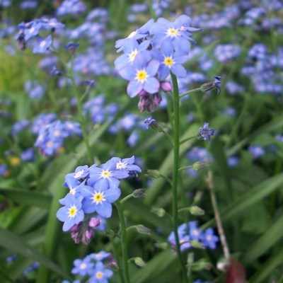<!--05-->Forget-me-not