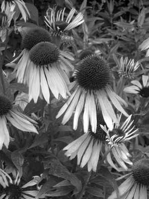 <!--02-->Echinacea