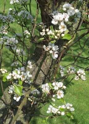 <!--002-->Pear Tree in Blossom