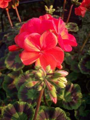 <!--07-->Geranium