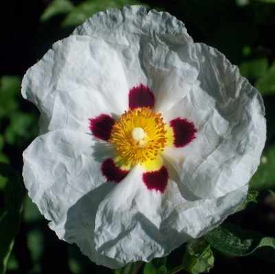 <!--11-->Cistus Rose