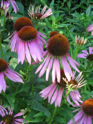 <!--05-->Echinacea - Cone Flower