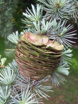 <!--09-->Cedar Cone