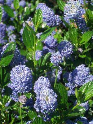 <!--04-->Ceanothus