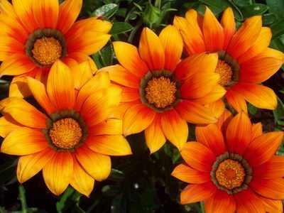 <!--06-->Gazanias