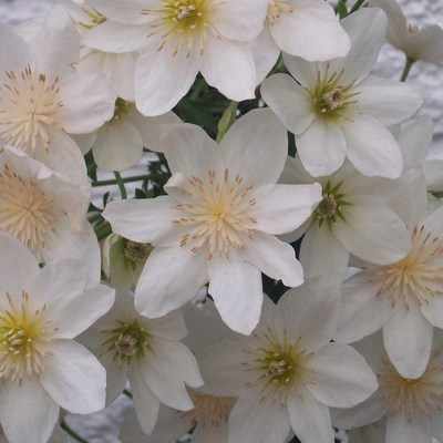 <!--03-->Clematis (white)