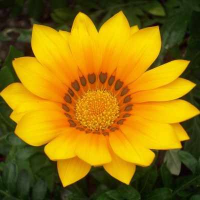 <!--09-->Gazania yellow