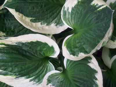 <!--02-->Hosta Leaves