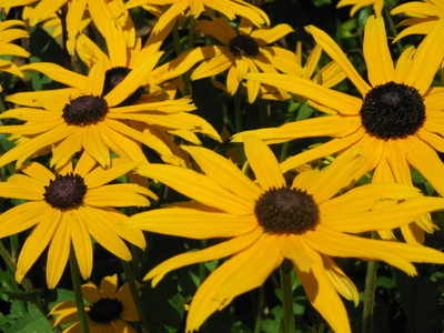 <!--01-->Rudbeckia