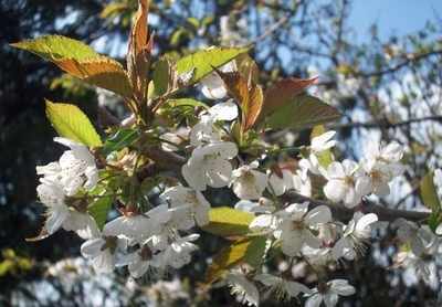 <!--003-->Ornamental Cherry Blossom