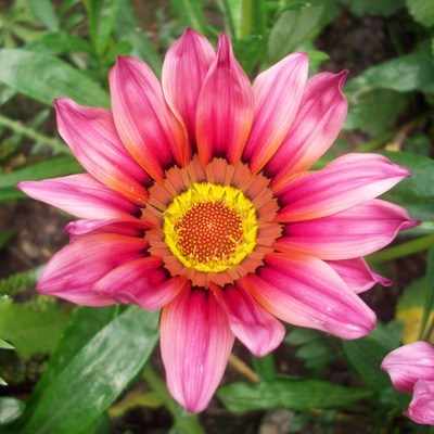 <!--06-->Gazania (pink)