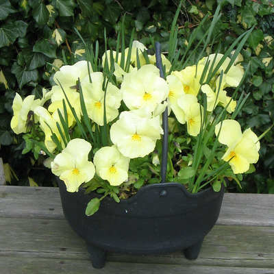 <!--008-->Pot of Pansies