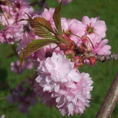 <!--004-->Ornamental Weeping Cherry Blossom