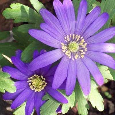 <!--007-->Anemone - Windflower