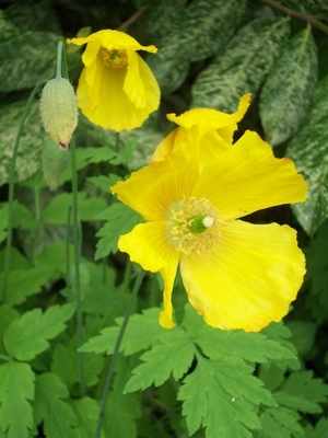 <!--05-->Poppies