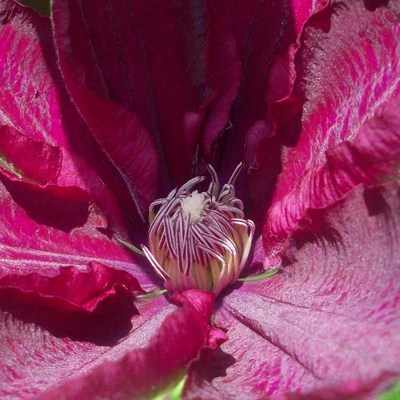 <!--13-->Clematis (purple)