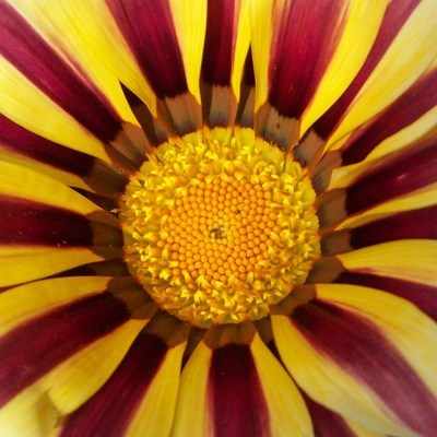 <!--12-->Gazania Tiger Stripe
