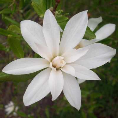 <!--14-->Magnolia