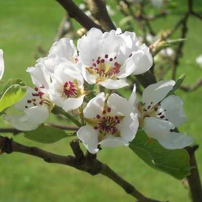 <!--003-->Pear Blossom