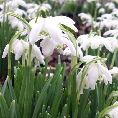 <!--006-->Snowdrop