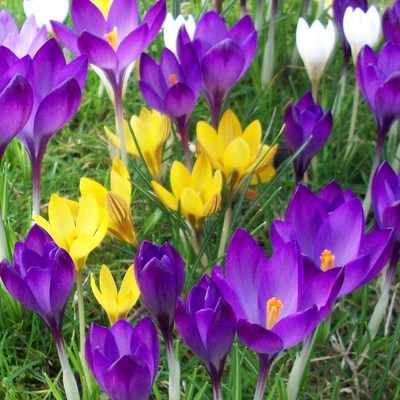 <!--005--> Crocus Mix