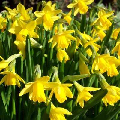 <!--004--> Daffodil Tete-a-Tete